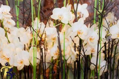 گالری تصاویر