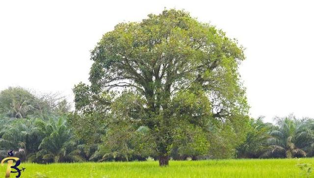 گالری تصاویر